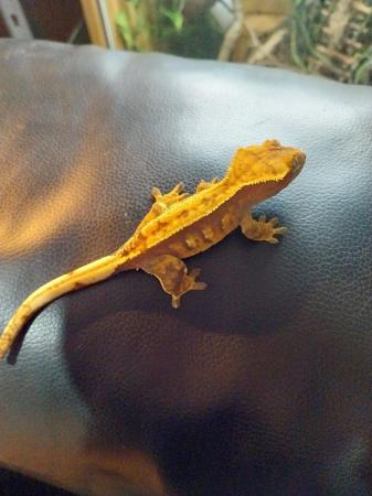 Image 2 of Female adult crested gecko