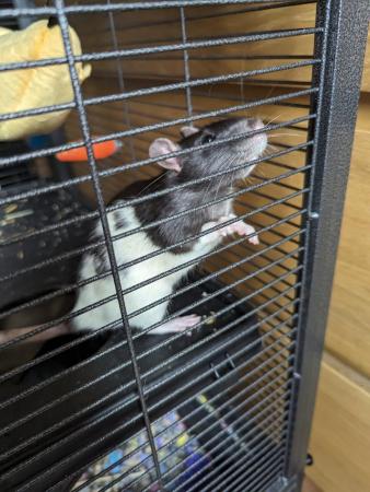 Image 5 of 6 months old female rats x2