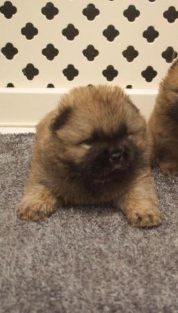 Image 7 of Kc reg rough coat chow chow Can be seen with mum