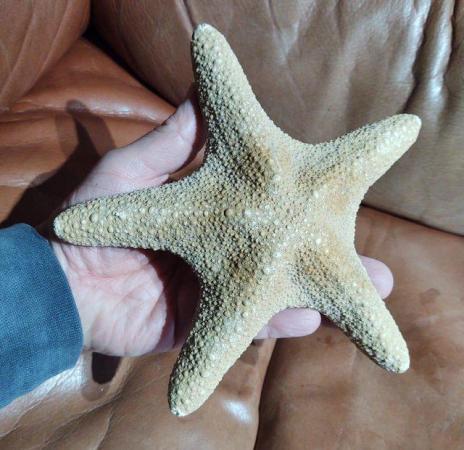 Image 2 of A Large Sculptural Dried Jungle Starfish