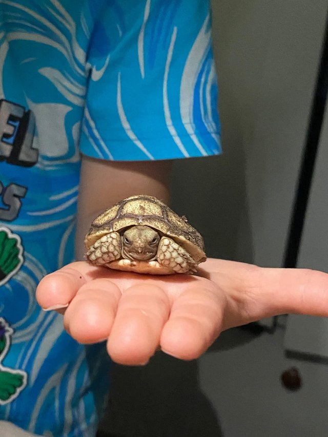 Baby sulcatas tortoise grow very large