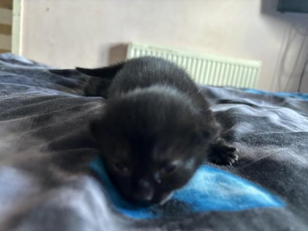 Image 12 of 1 Black kitten for sale