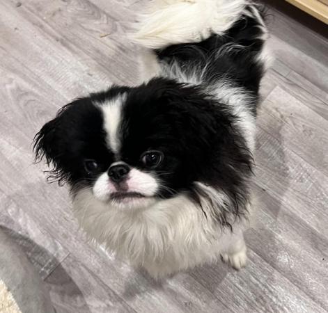 Image 3 of Japanese Chin Puppy Available