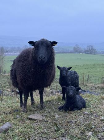Image 2 of Black Welsh mountain ewes with lambs at foot