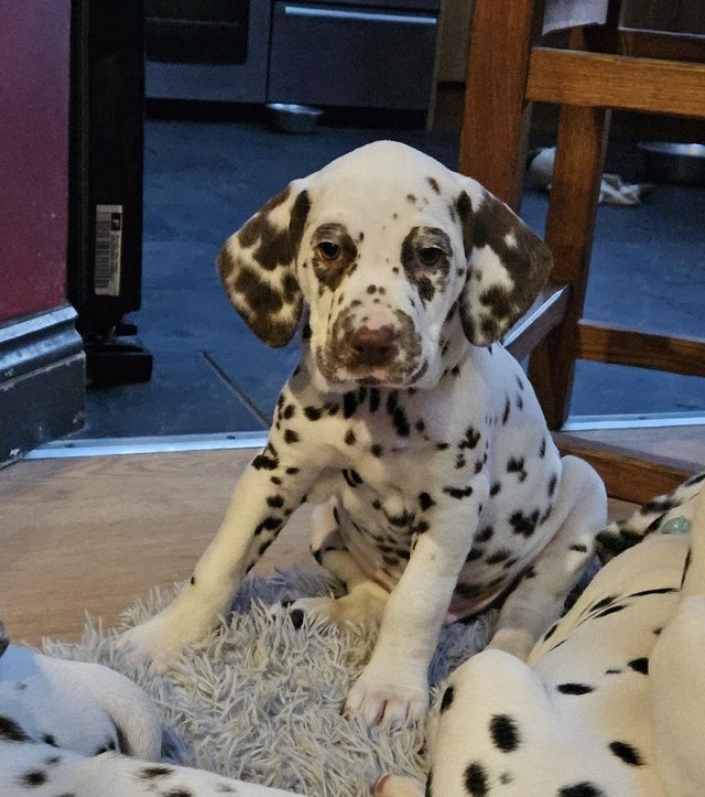 Preview of the first image of Beautiful Kc dalmatian puppies.