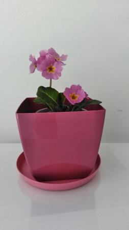 Image 3 of Pink Polyanthus Plant in a pink pot