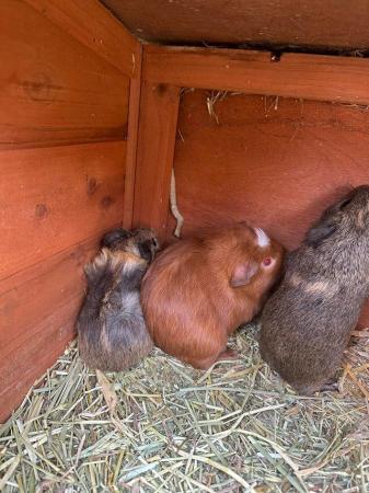 Image 2 of Guinea pigs. Boars 2 months old Himalayan x Funky breed mix.