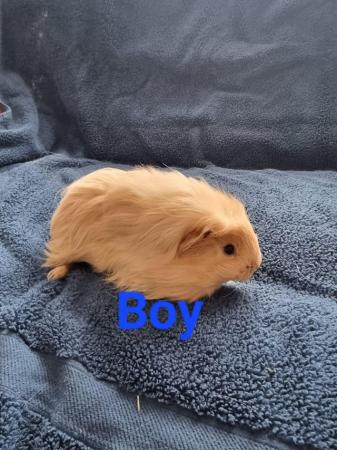 Image 3 of Guinea pigs available various colours