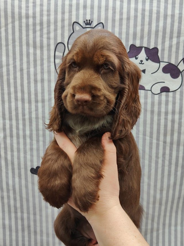 Preview of the first image of Show Cocker Spaniel puppies are looking for forever homes.