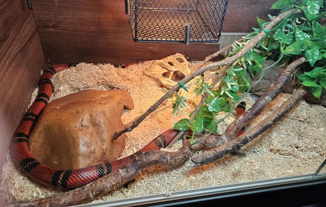 Image 7 of Four year old milk snake for sale with viv and contents