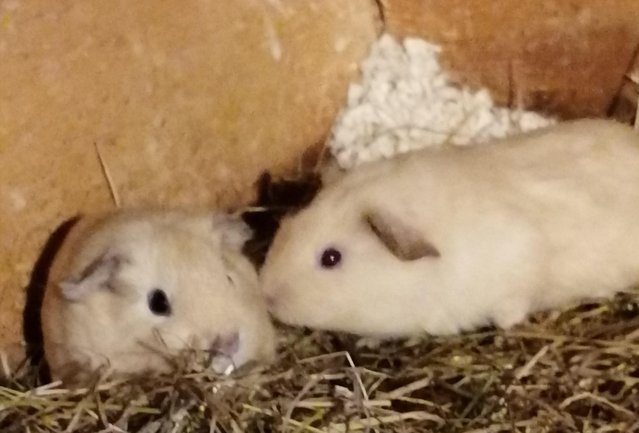 Image 5 of Lovely bonded pair of baby Guinea pigs