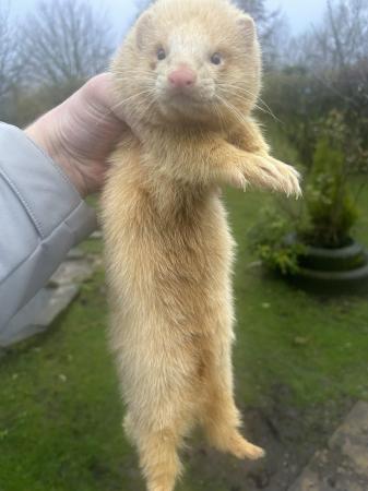 Image 4 of Various ferrets for sale hobs and gills