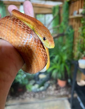 Image 3 of OMG Beautiful motley female corn snake