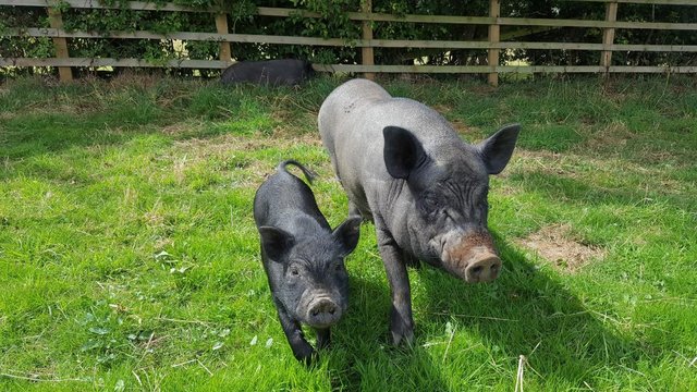 Image 5 of Lovely tempered female Pig Free to a good home