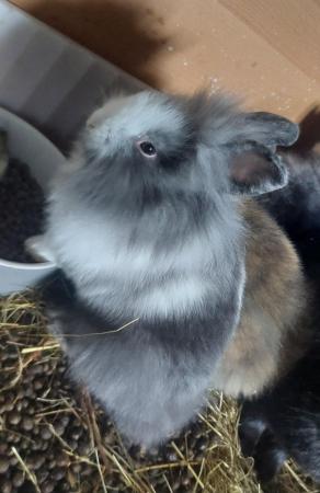 Image 3 of Beautiful magpie black and white lionhead rabbit!