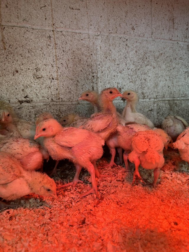 Preview of the first image of Commercial Broiler Chicks - Only a month left to finish.