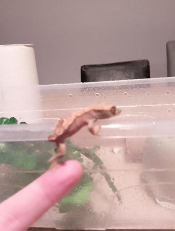 Image 2 of Crested Gecko for sale £40 no offers.