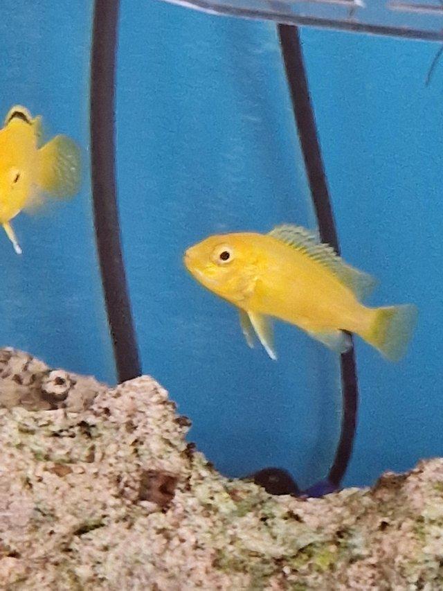 Preview of the first image of Breeding pair of Venustus Cichlids & 4 yellow labs.