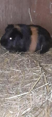 Image 3 of 35 a pair Beautiful guinea pigs 2 boys left