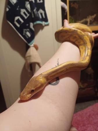 Image 4 of 2 year old banana royal python and enclosure