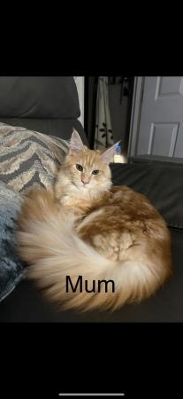 Image 5 of 1 female left - Beautiful Maine Coon Kittens