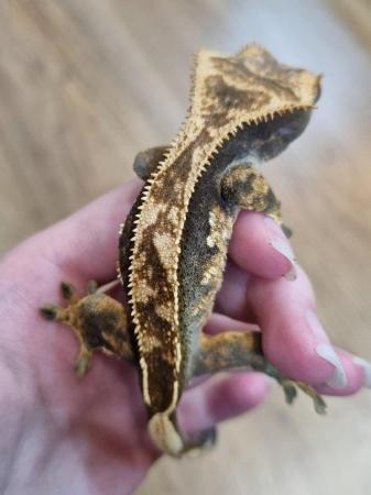 Image 4 of CB23 juvenile male crested gecko