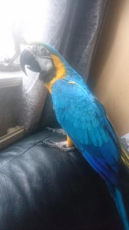 Image 1 of Large unwanted parrots rehomed if just struggling or Bereave