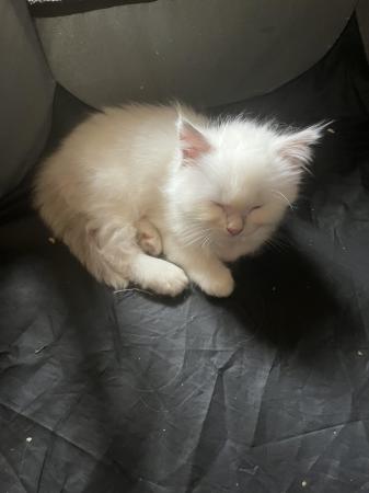 Image 18 of Beautiful male Ragdoll kitten for reservation
