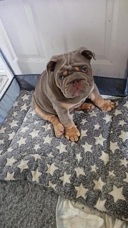 Image 3 of Chunky male bulldog puppy for sale