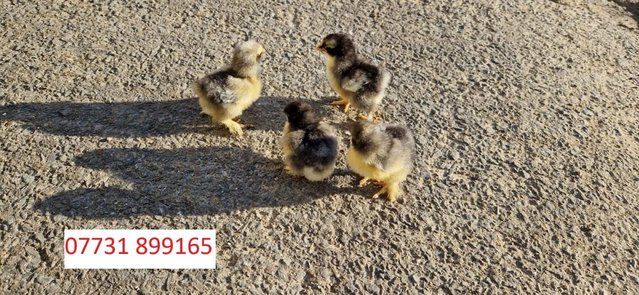 Image 3 of Peking Bantams chicks For Sale
