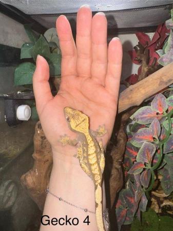 Image 13 of Crested Geckos for sale collection from Chingford.