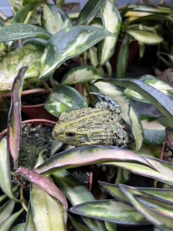 Image 5 of Baby Giant African Bullfrogs At Urban Exotics