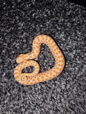 Image 3 of Albino Western Hognose Snake Cb23