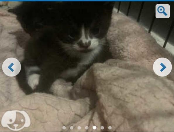 Image 4 of Four female Kittens for sale