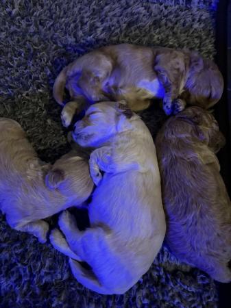 Image 6 of 3 week old pooton puppies