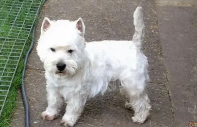 Image 4 of KC registered west highland white terriers