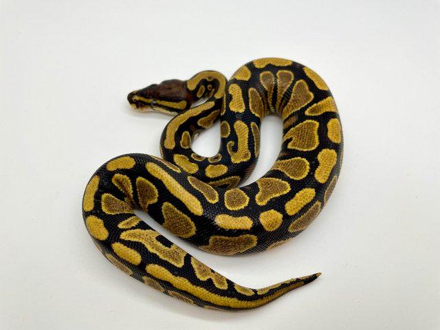 Preview of the first image of Female yellow belly 100% dh pied ghost/hypo.