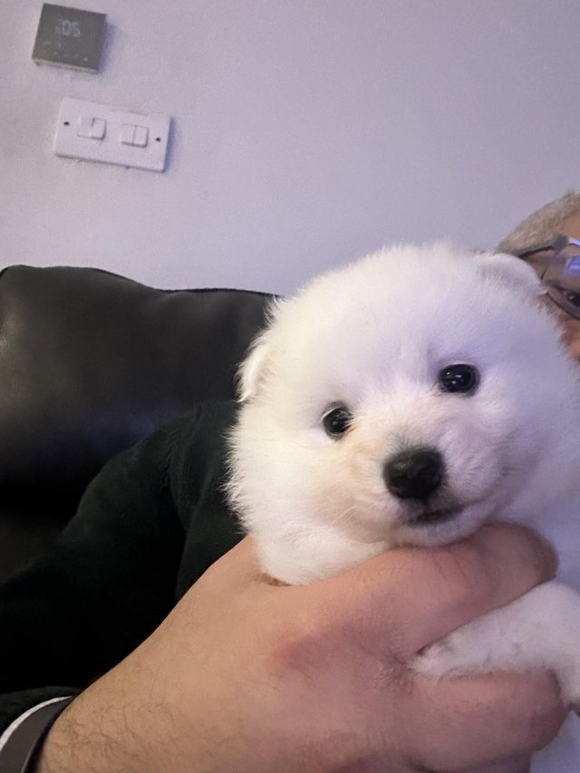 Preview of the first image of Beautiful cuddly and cute Japanese Spitz Puppies.