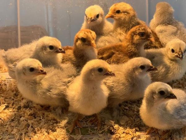Image 2 of Chicks -10 Day old Lavender and Gold Partridge Pekin bantams
