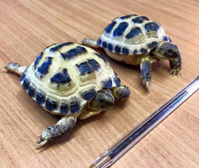 Preview of the first image of NOW IN Baby Tortoises for sale.