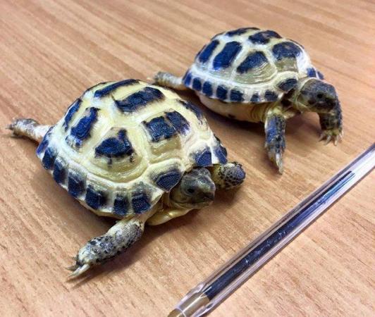 Image 1 of NOW IN Baby Tortoises for sale