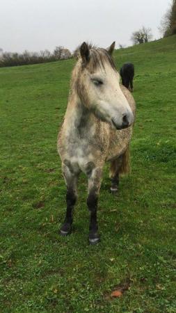 Image 7 of Attractive Small Welsh Pony Companion for Permanent Loan