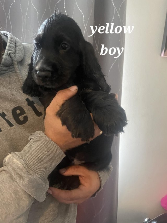 Preview of the first image of Cocker spaniel Beautiful puppies.