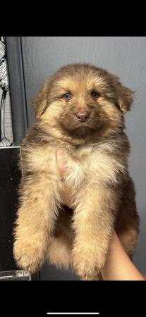 Image 12 of Beautiful chunky coloured GSD pups