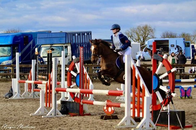 Image 1 of Superb 138 for sale, all round family pony