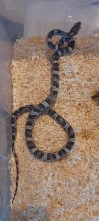 Image 1 of Baby anery cornsnake female for sale