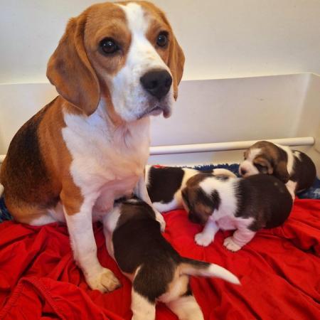Image 10 of 2 BEAUTIFUL (KC REGISTERED) BEAGLE PUPPIES