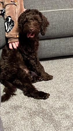 Image 2 of 7 month old chocolate cockerpoo for sale