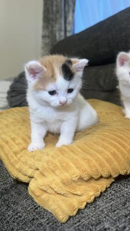 Image 11 of 4 adorable kittens- 4 weeks old (3 Left)