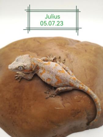 Image 2 of 2023 Gargoyle Gecko Juveniles - Mixed Morphs